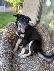 Lost Female Dog last seen Fig garden loop, Fresno, CA 93711