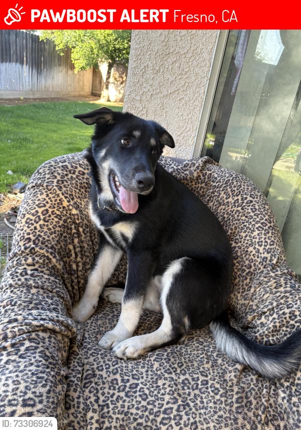 Lost Female Dog last seen Fig garden loop, Fresno, CA 93711