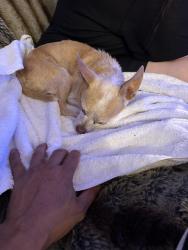 Reunited Male Dog last seen Capitol and Moon, Milpitas, CA 95035