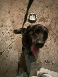 Found/Stray Male Dog last seen Off Jefferson road - down the street from turners tea, Pittsburgh, PA 15235