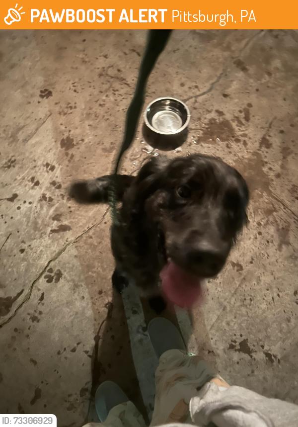 Found/Stray Male Dog last seen Off Jefferson road - down the street from turners tea, Pittsburgh, PA 15235