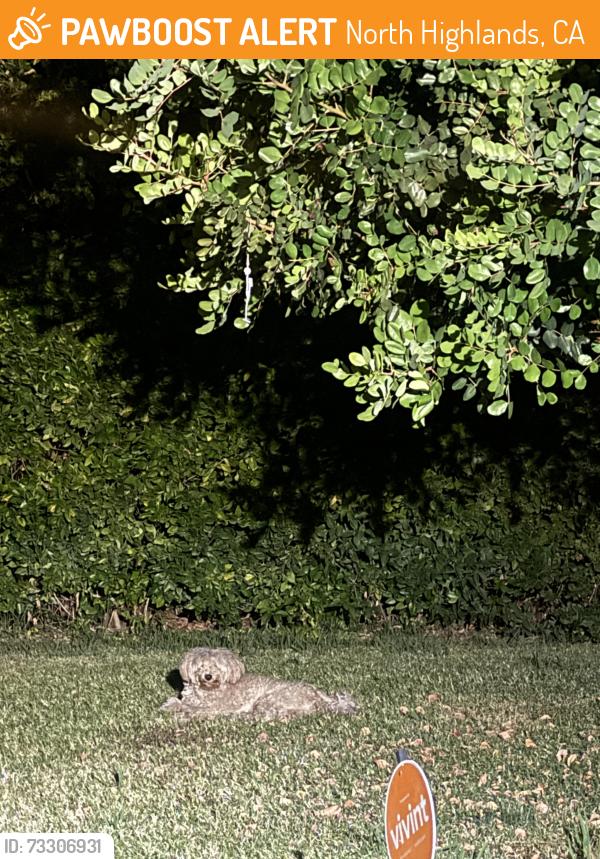 Found/Stray Unknown Dog last seen Glascow Drive, North Highlands, CA 95660