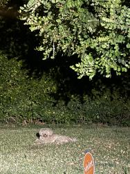 Found/Stray Unknown Dog last seen Glascow Drive, North Highlands, CA 95660