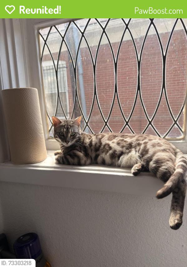 Reunited Female Cat last seen Near N York Street, Denver, CO 80205