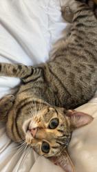 Reunited Female Cat last seen Near Camino Cantera, Chula Vista, CA 91913, USA, Chula Vista, CA 91913