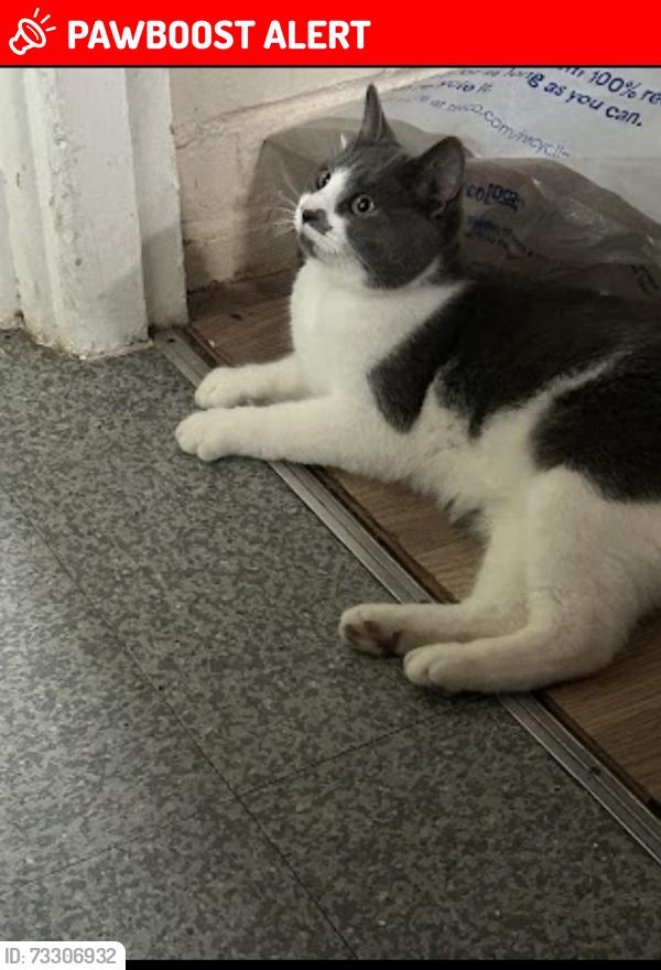 Lost Female Cat last seen Pe47yy, Peterborough, England PE4 7YY