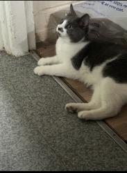 Lost Female Cat last seen Pe47yy, Peterborough, England PE4 7YY