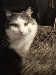 Lost Male Cat last seen Silverleaf Avenue, Reynoldsburg, OH 43068