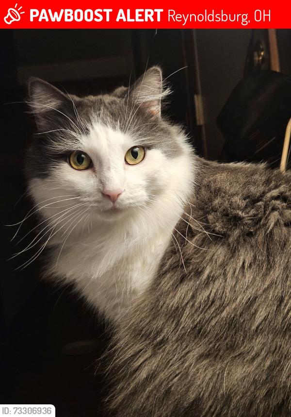 Lost Male Cat last seen Silverleaf Avenue, Reynoldsburg, OH 43068