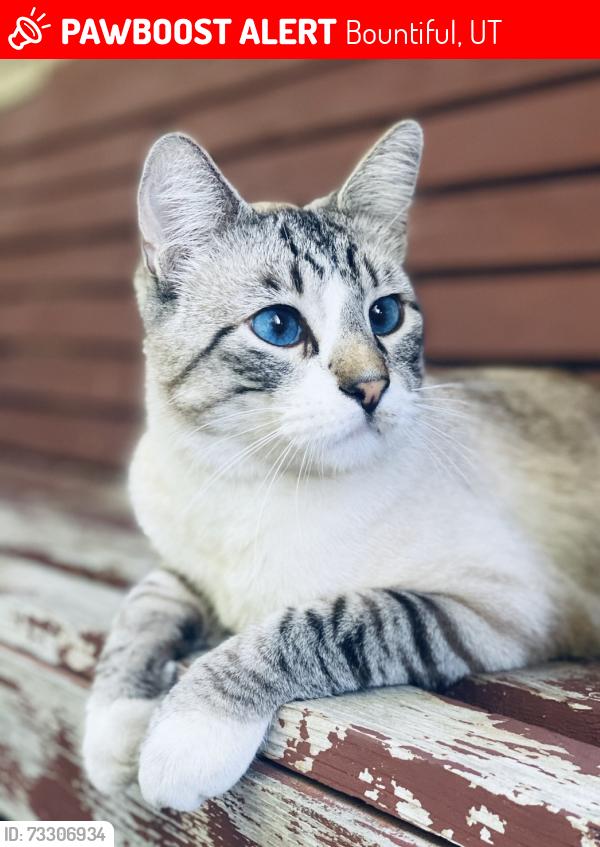 Lost Male Cat last seen Near S 1500 E, Bountiful UT 84010, Bountiful, UT 84010