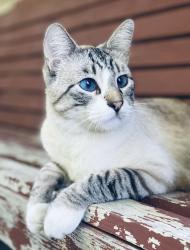 Lost Male Cat last seen Near S 1500 E, Bountiful UT 84010, Bountiful, UT 84010