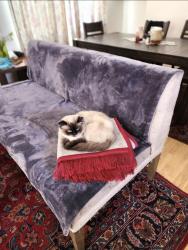Lost Male Cat last seen Borzoi way Darkwood road, San Diego, CA 92129