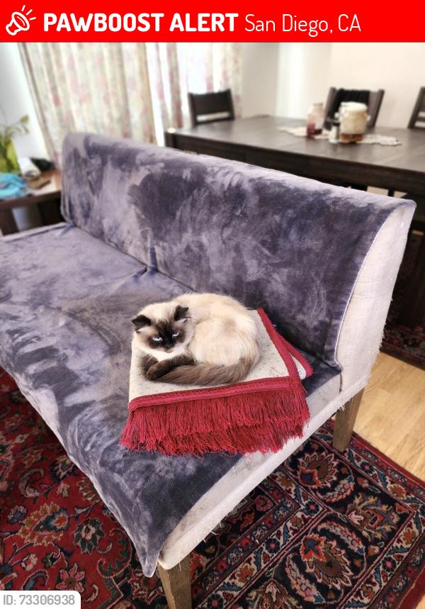Lost Male Cat last seen Borzoi way Darkwood road, San Diego, CA 92129