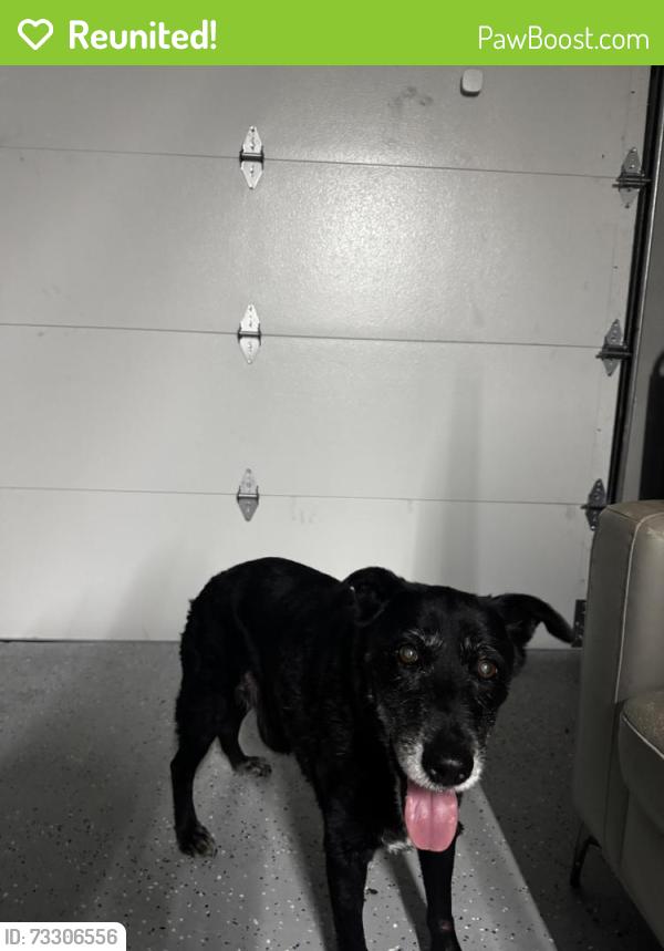 Reunited Unknown Dog last seen Brannock and Medwin Gardens Ave, Aliana, TX 77407