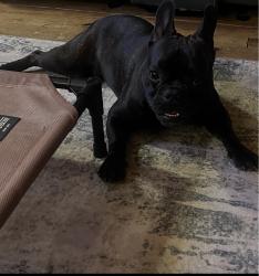 Reunited Male Dog last seen West Richardson st. Oxford ga, Oxford, GA 30054