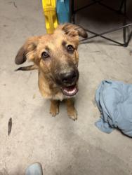 Found/Stray Male Dog last seen Cameron Park in the River Walk trail, Waco, TX 78708