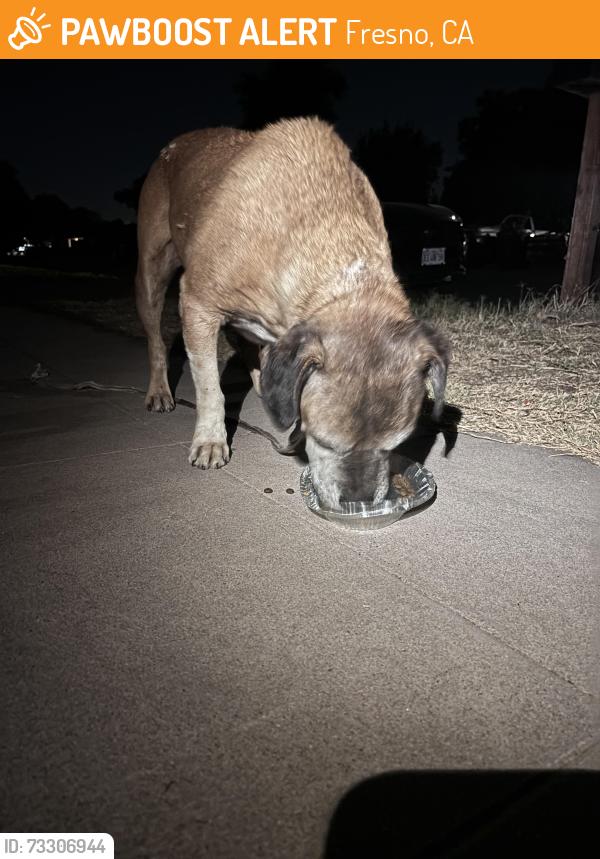 Found/Stray Male Dog last seen Willow Olive, Fresno, CA 93727