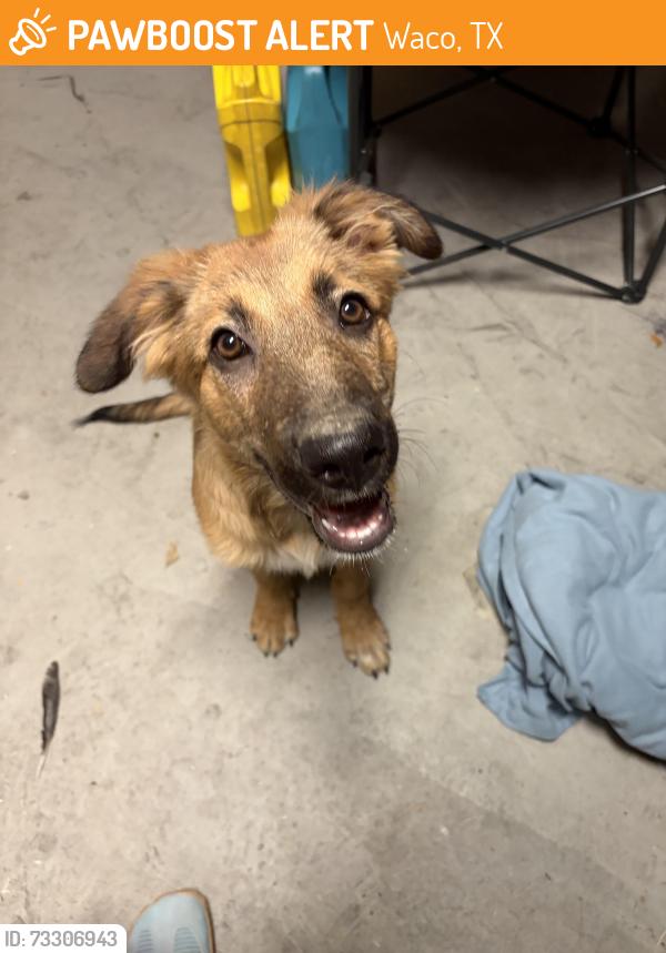 Found/Stray Male Dog last seen Cameron Park in the River Walk trail, Waco, TX 78708