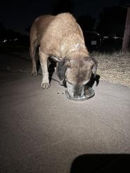Found/Stray Male Dog last seen Willow Olive, Fresno, CA 93727