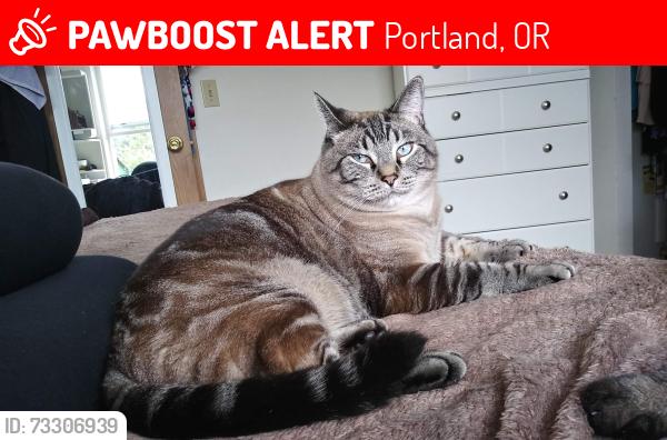 Lost Female Cat last seen SW Julia ST and SW 45th Ave, Portland, OR 97221