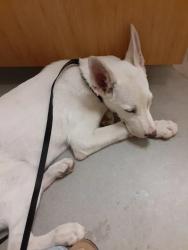 Lost Male Dog last seen Yuma nursing home on 25th St, Yuma, AZ 85364