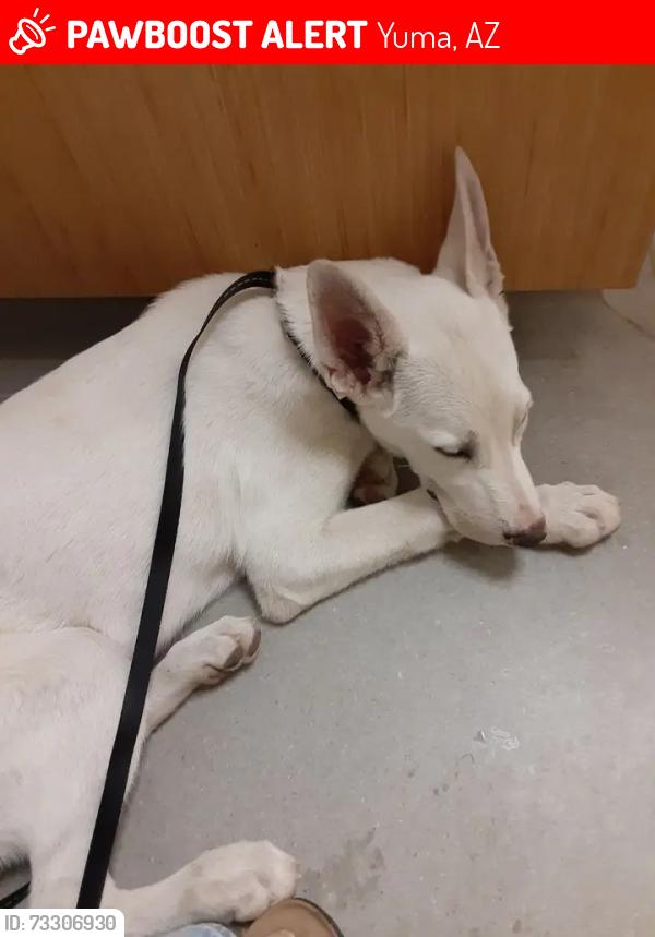 Lost Male Dog last seen Yuma nursing home on 25th St, Yuma, AZ 85364