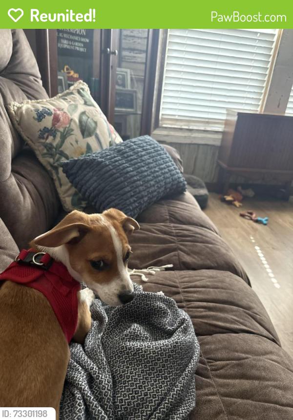 Reunited Male Dog last seen Rio Vista Cemetery, Rio Vista, TX 76093