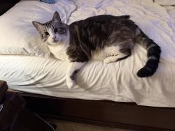 Reunited Female Cat last seen Lake and Lincoln, Hemet, CA 92544