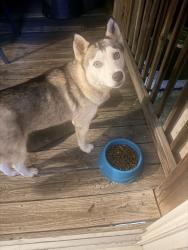 Reunited Female Dog last seen Highview dr, Chattanooga, TN 37415