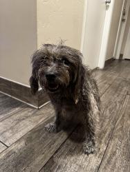 Reunited Female Dog last seen Chandler Boulevard and Dobson Road, Chandler, AZ 85224