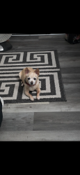 Lost Female Dog last seen Zeally ln, Stockton, CA 95206