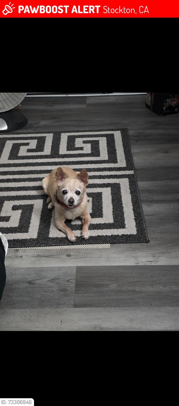 Lost Female Dog last seen Zeally ln, Stockton, CA 95206