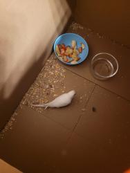 Found/Stray Unknown Bird last seen Breng, Vista, CA 92084
