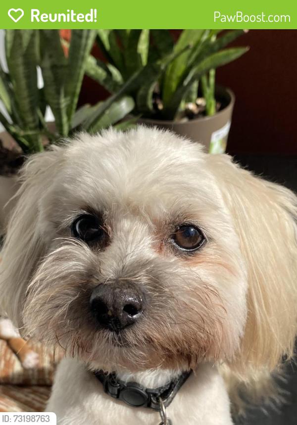 Reunited Male Dog last seen Lincoln Elementary, Lakeland, FL 33805