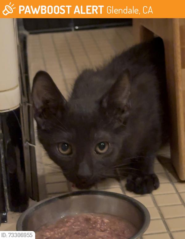 Surrendered Unknown Cat last seen N Pacific Ave and Spencer Street, Glendale, Glendale, CA 91203