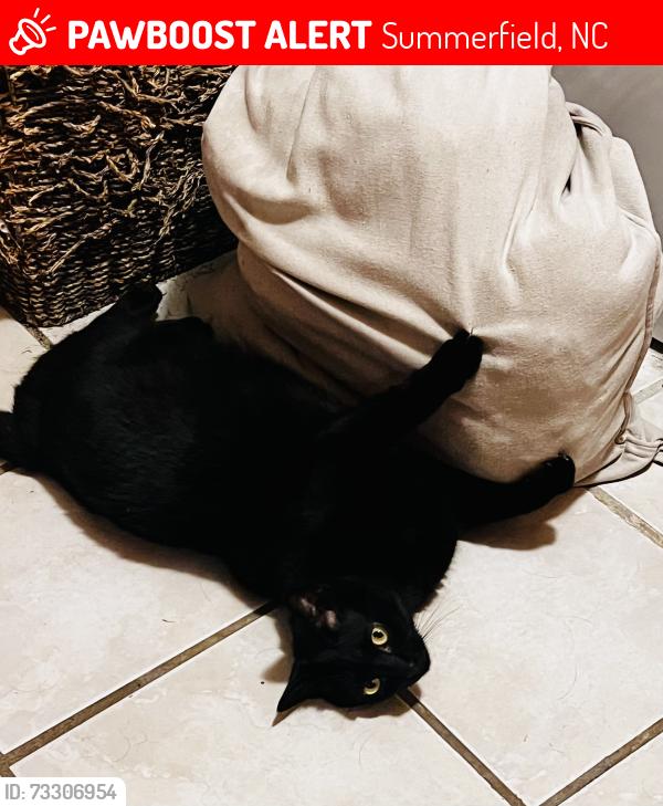Lost Male Cat last seen Oak ridge road, Summerfield, NC 27409