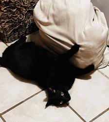 Lost Male Cat last seen Oak ridge road, Summerfield, NC 27409