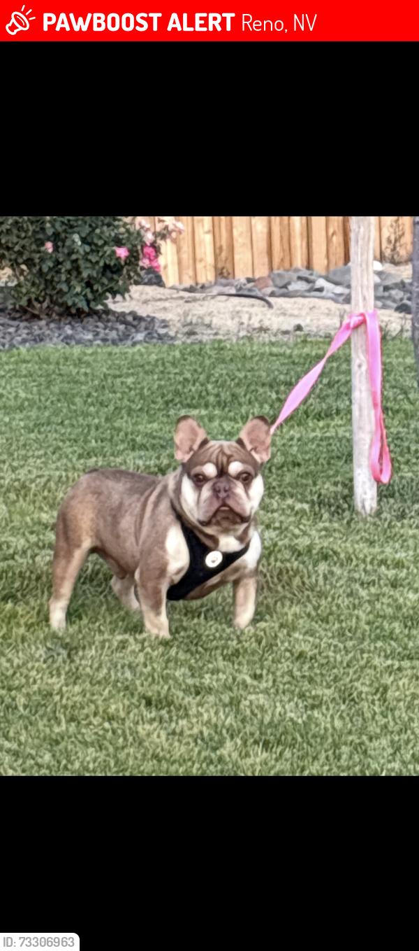 Lost Male Dog last seen Peckham lane/ Neil road, Reno, NV 89502