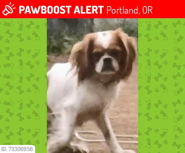 Lost Male Dog last seen North Detroit and North killingsworth, Portland, OR 97217
