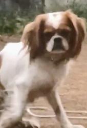 Lost Male Dog last seen North Detroit and North killingsworth, Portland, OR 97217