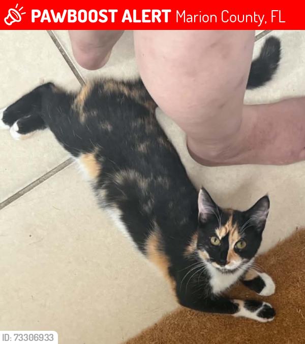 Lost Female Cat last seen SW 93rd Street Rd and SW 32nd Ct, Marion County, FL 34476