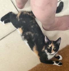 Lost Female Cat last seen SW 93rd Street Rd and SW 32nd Ct, Marion County, FL 34476