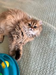 Lost Male Cat last seen Just off Little Hannaford Road, Centralia, Lewis County, WA 98531
