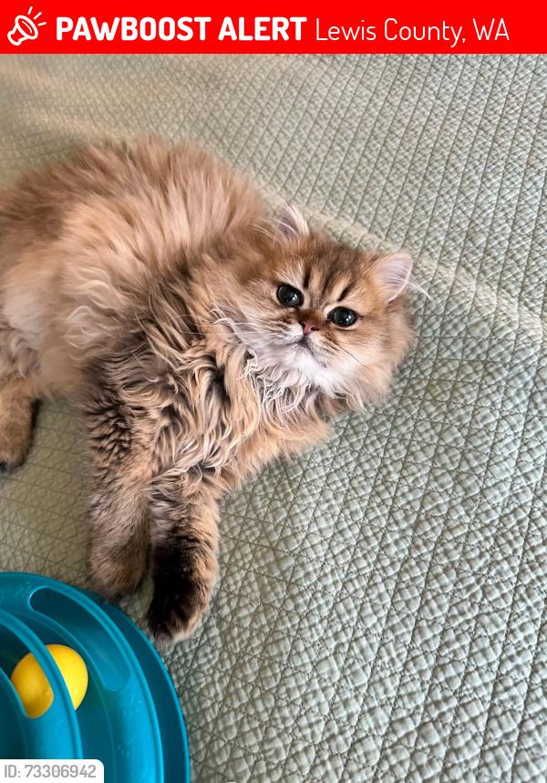 Lost Male Cat last seen Just off Little Hannaford Road, Centralia, Lewis County, WA 98531