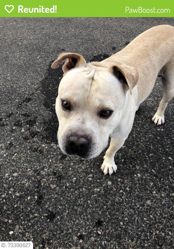 Reunited Male Dog last seen Near W Lasso Ln/ Antelope Tr, Buckeye, AZ 85326