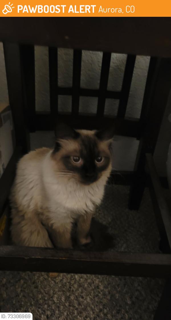 Found/Stray Unknown Cat last seen Near east Tennessee drive 80017 aurora Colorado, Aurora, CO 80017