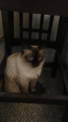 Found/Stray Unknown Cat last seen Near east Tennessee drive 80017 aurora Colorado, Aurora, CO 80017