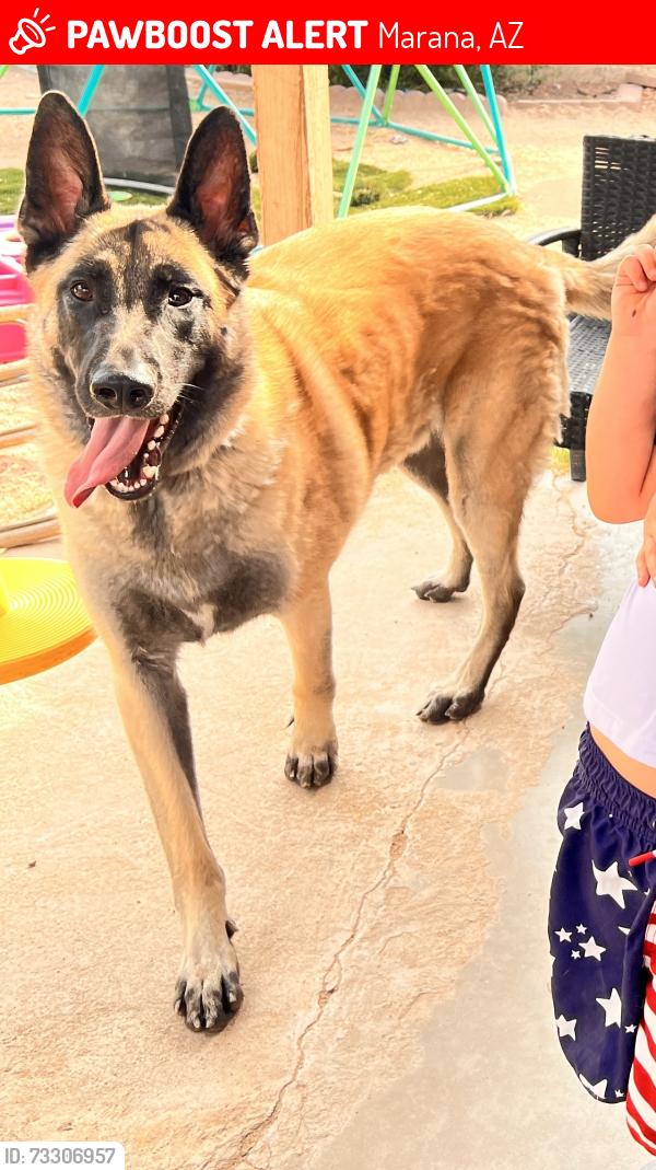 Lost Male Dog last seen N ARROYO LUPINE WAY, MARANA, AZ 85653, Marana, AZ 85653