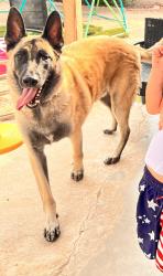 Lost Male Dog last seen N ARROYO LUPINE WAY, MARANA, AZ 85653, Marana, AZ 85653
