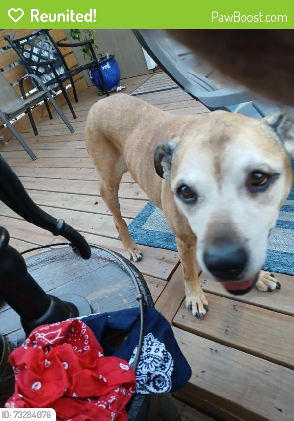 Reunited Male Dog last seen 39th Street and Prather Road, Kansas City, MO 64116